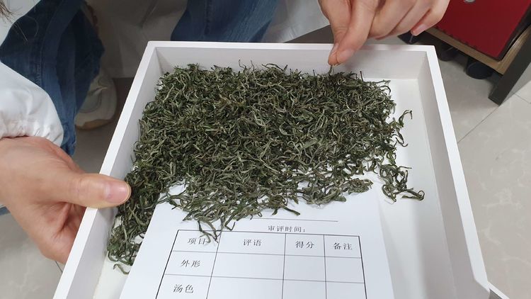 黃金茶綠茶接受中茶所專家審評