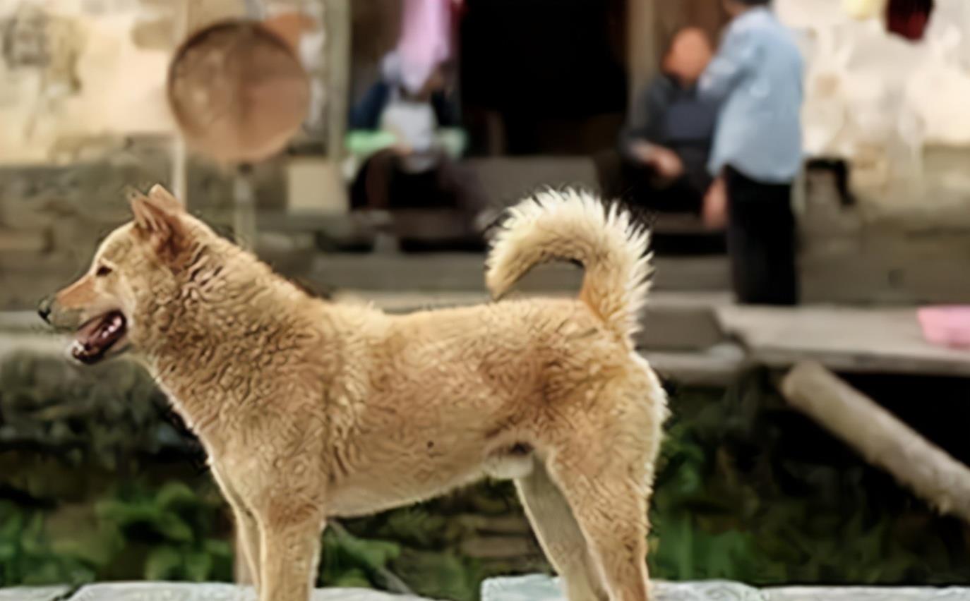 冀中_流浪狗_我国