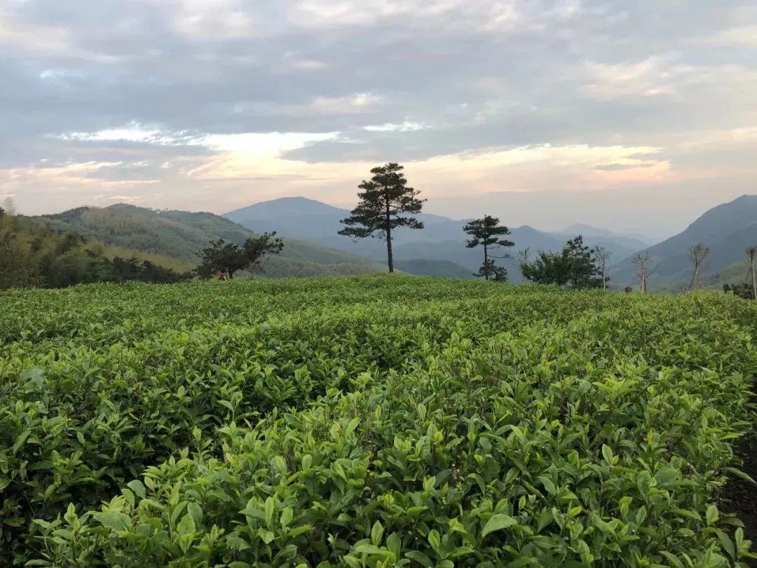 双溪茶叶特色村天台正明茶业有限公司山皇岭茶生产示范园浙江天一茶业