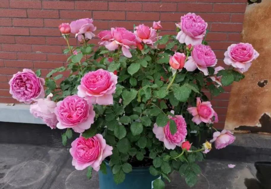 此款月季号称开花机器花大色艳长势旺多头群开惹人爱