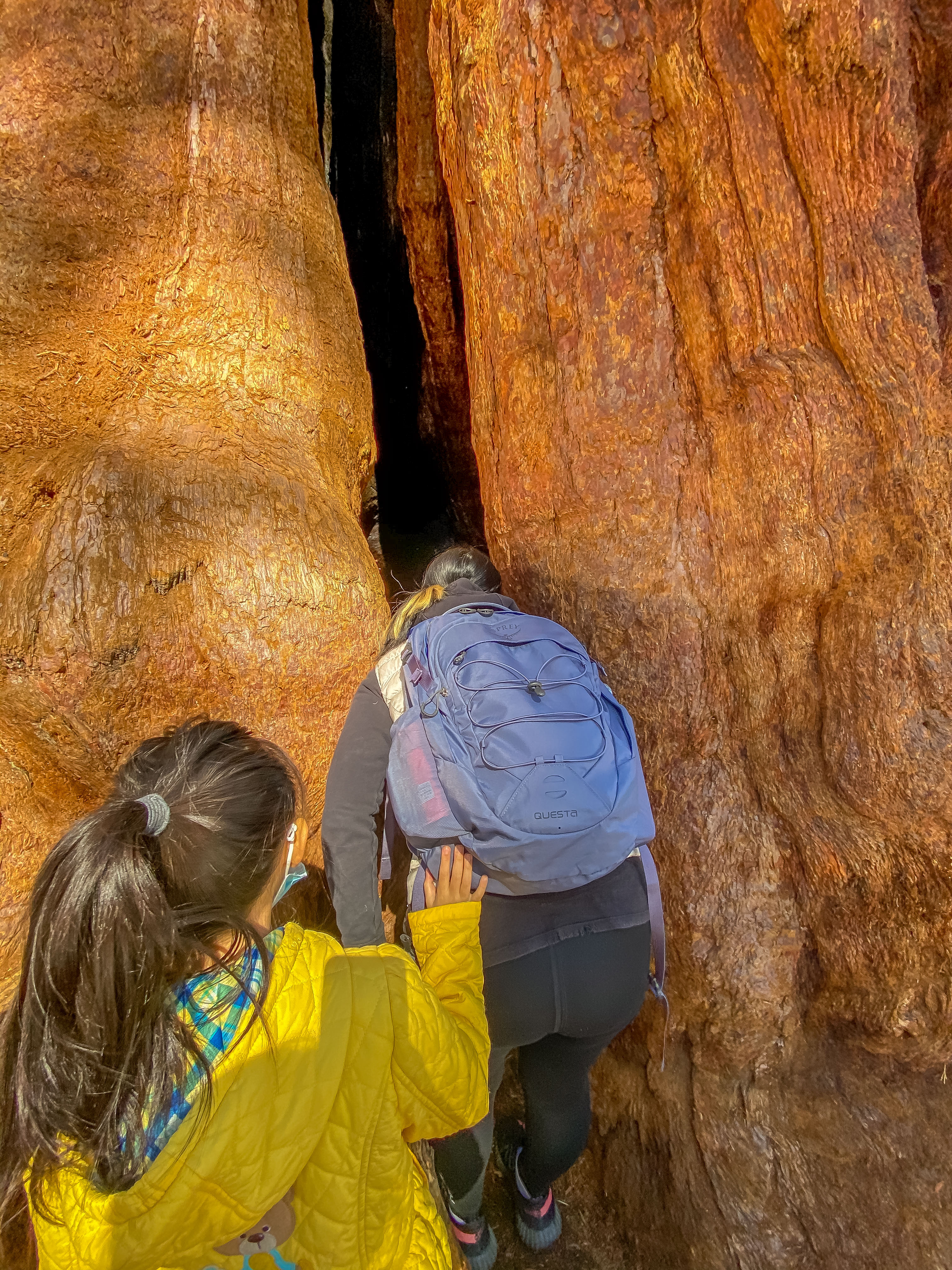 美国红杉国家公园，发现地球上最大的树木，景色令人惊叹不已
