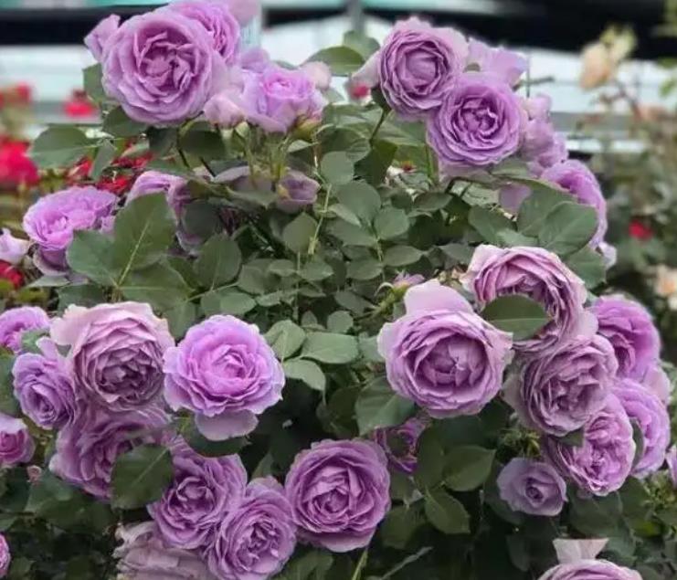 此款花色多变的月季花花色清新好养护多头群开多季节有花赏