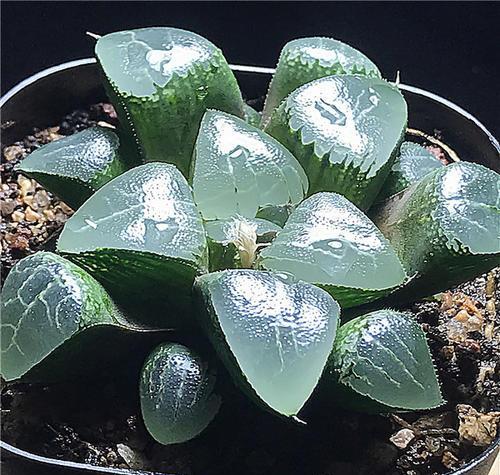 5种漂亮多肉，寓意美好，生机勃勃