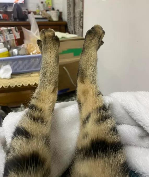 腿最长的猫图片