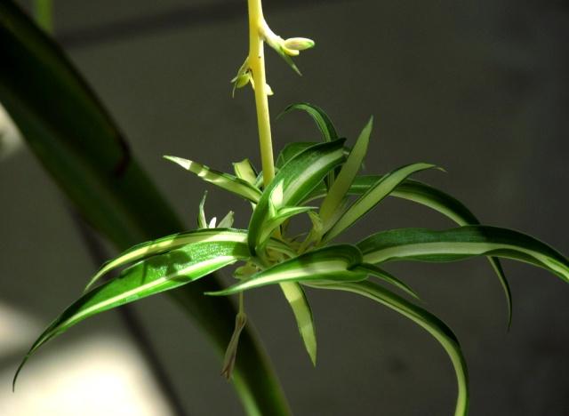 农村一种植物酷似兰花人称折鹤兰盆栽价值比较大