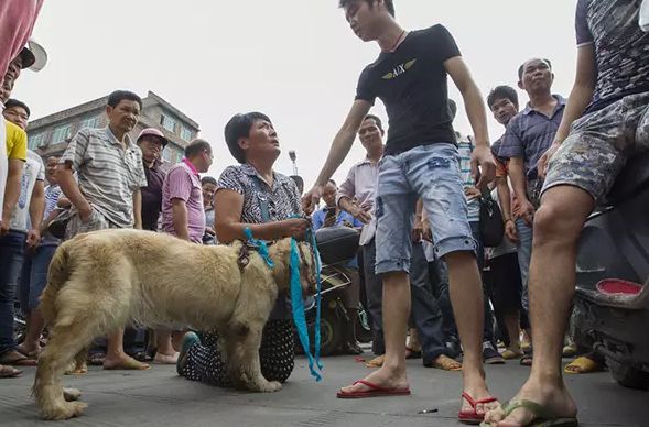 爱狗人士救狗的背后究竟是出于爱心还是另有图谋