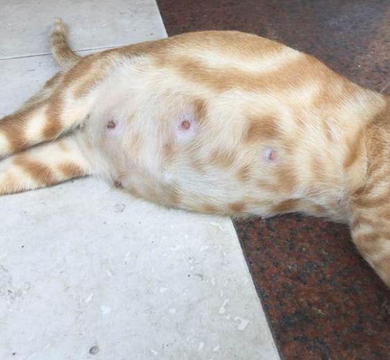 母猫怀孕肚子变化图图片