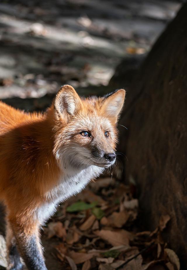 也是在那年,昭王墓旁边的狐狸洞里出生了一只花斑狐狸,取名小狸.