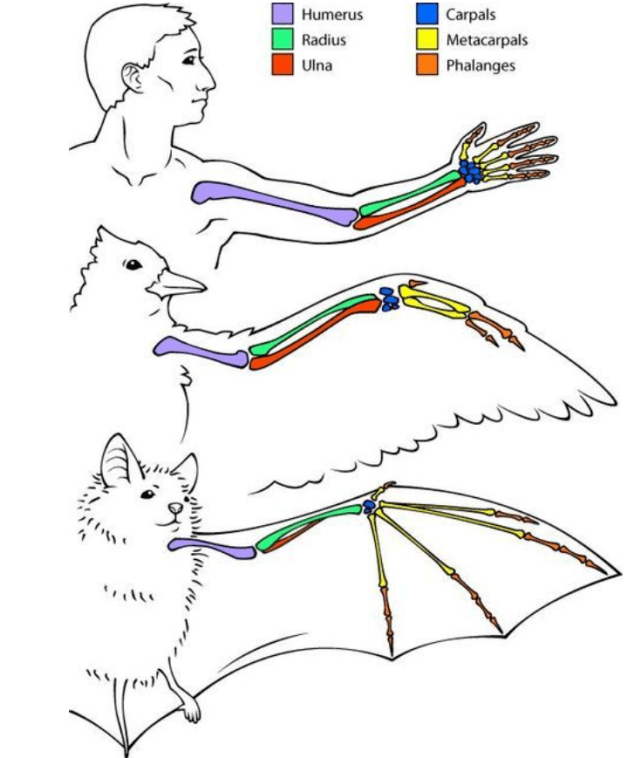 metacarpal图片