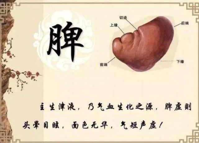 俗话说：“十人九脾虚”，人为什么会脾虚？脾气如何养，一文告诉你