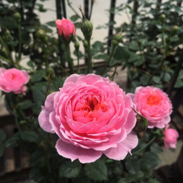 大花微月中的"极品",花朵粉嫩又可爱,好养又大气,太漂亮了_妖精_开花