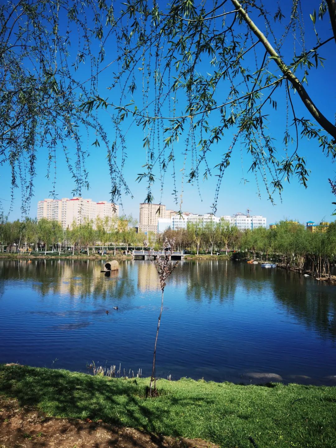 美丽新疆 —— 汉人街湿地公园_伊宁市_市民_丝路