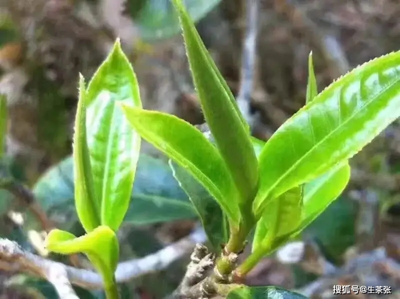 頭因富含氨基酸而口感鮮爽,香氣也更充足些,按植物學原理芽頭所含的植