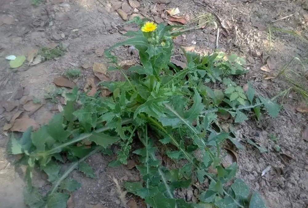 有一種含鈣量比牛奶還高,野外隨處可見_蒲公英_薺菜_農村