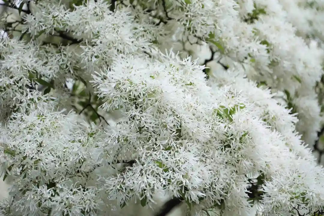 四月雪扮靓千年孟府济宁邹城流苏花开