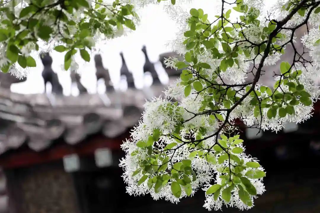 高大挺拔,树形优美,花开之时花香四溢,流苏花花瓣纤细,洁白无瑕,清丽