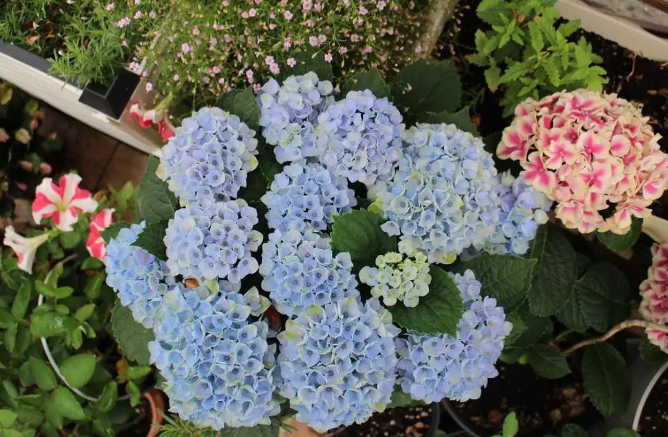 春天养绣球花 教你几个小技巧 初夏花苞开满枝头 梦幻十足 植株 开花 养护