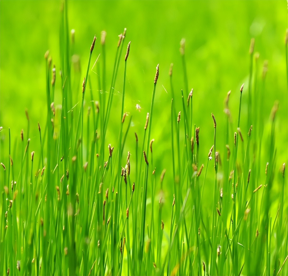 诗词鉴赏那些关于春草的诗词67在文人墨客的笔下别具情趣