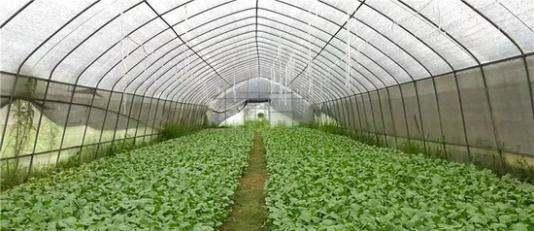 西兰花怎么种植?_大棚_催芽_栽培