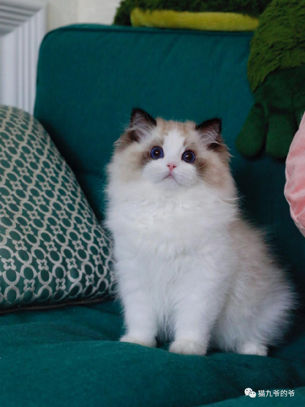 鉴赏品种猫之猫仙子布偶