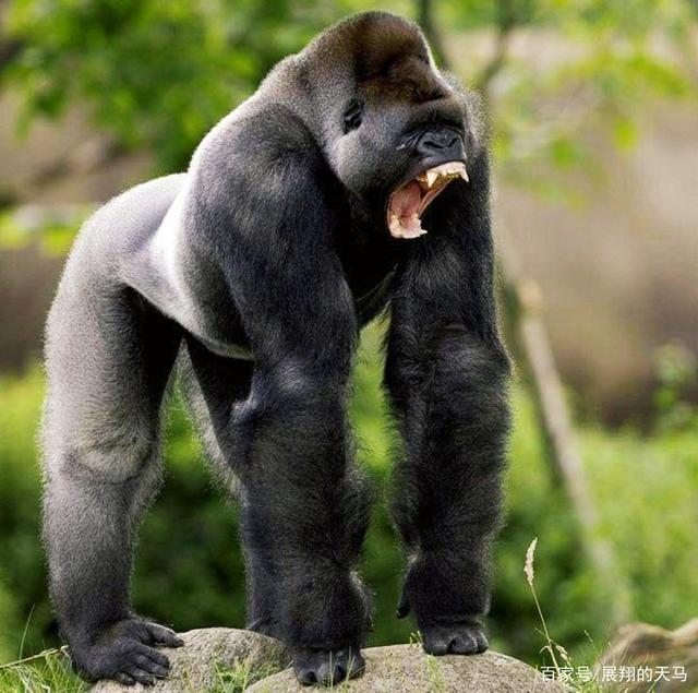 动物_体重_对方