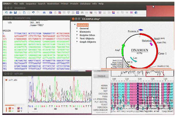 DNAMAN | 分子生物学应用软件插图3