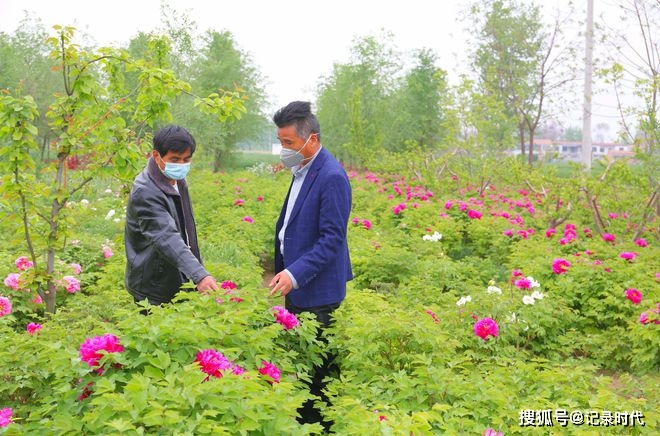 河南省商丘市虞城县杜集镇孟庄村村民陈法勇发展立体种植,在果园里套