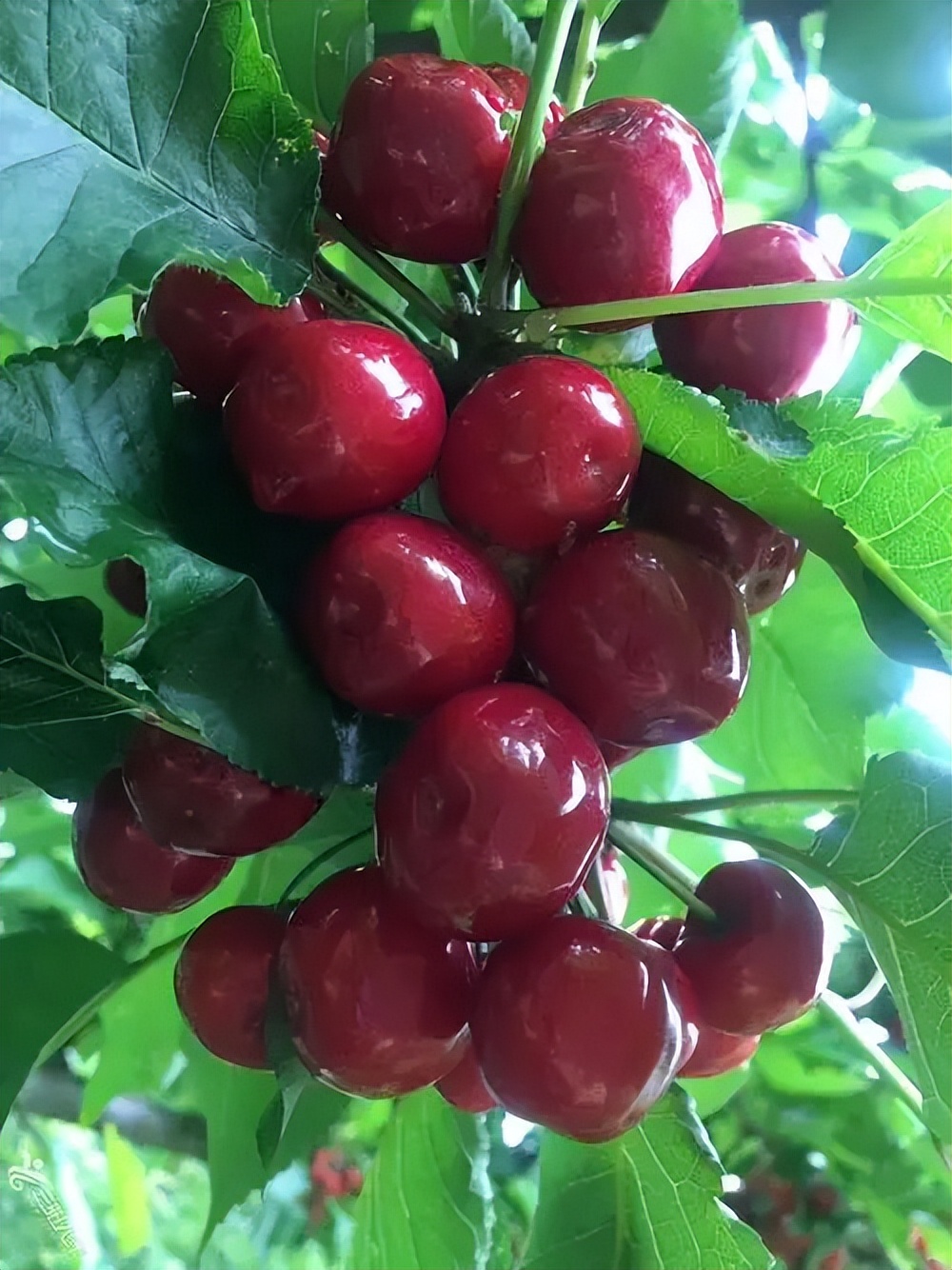 小波车厘子苗基地提醒你抓果园管理促车厘子苗丰收