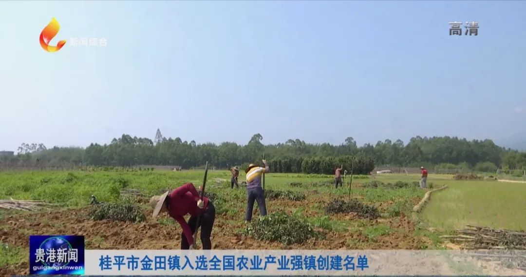 桂平市金田鎮金田村村民 林紹海:一天挖兩三百斤,我自己也種有幾畝