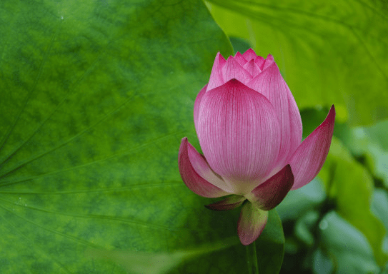 到了4月底，鸿运当头，4属相事业进步，升职加薪，生活蒸蒸日上