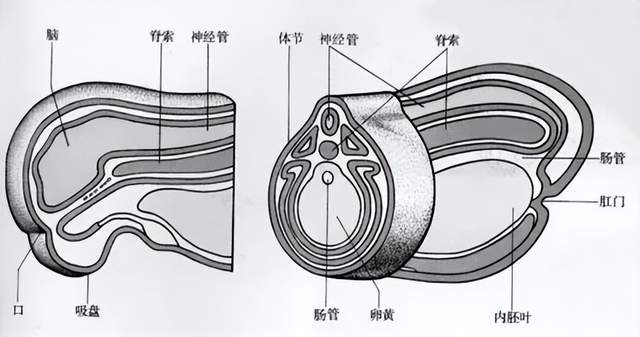 漆黑的子弹原肠图片