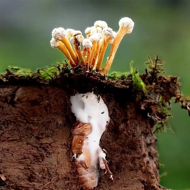 在我国古代文献里有很多的记载_冬虫夏草_金蝉花_的作用