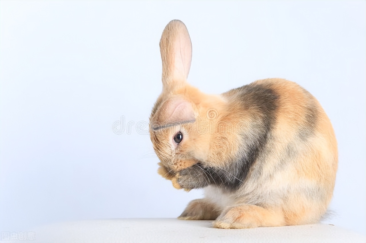 兔子嘴巴烂了会死么