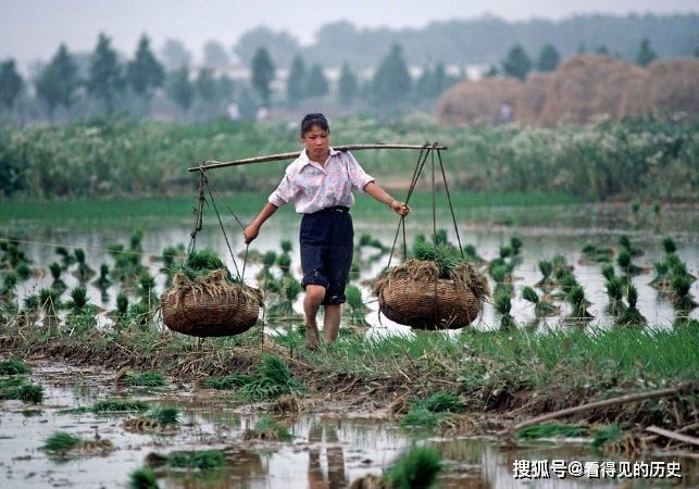 老照片 1985年江苏南京插秧的农民 农民一直就是这么辛苦_中国_稻苗