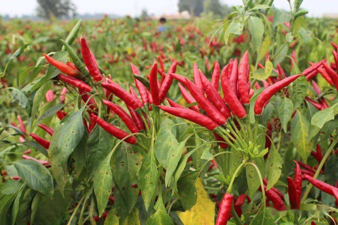 贵州朝天椒优势特色产业集群建设有序推进