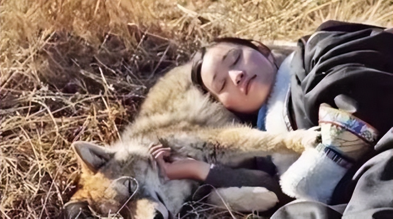 李微漪中国第一狼女:十年前卖房救狼养狼,十年后与狼再相逢_李维一