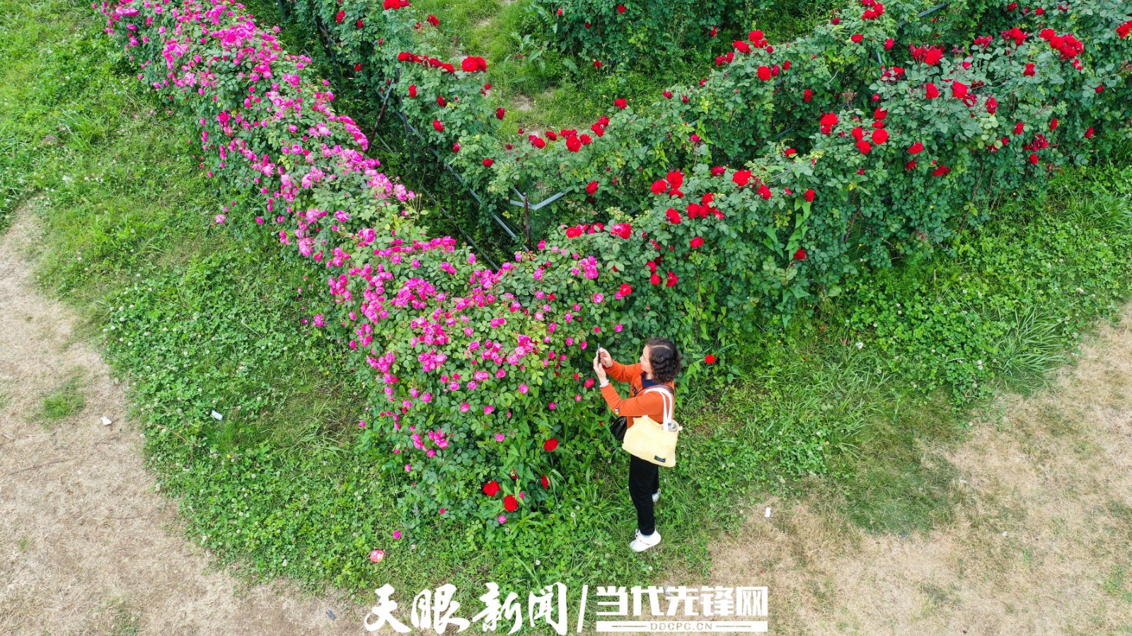 贵州安龙：“玫瑰迷宫”花正艳|玫瑰|黔西南布依族苗族自治州|贵州省_新浪新闻
