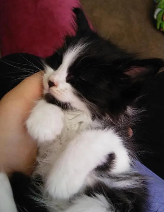 原创女子偶然坐了一次公交车下车时怀里多了一只小猫