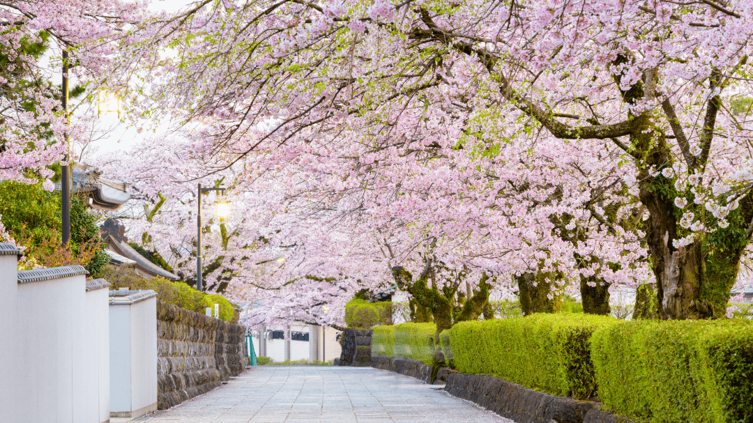 春日赏樱去潮白河樱花公园赴一场绯红之约