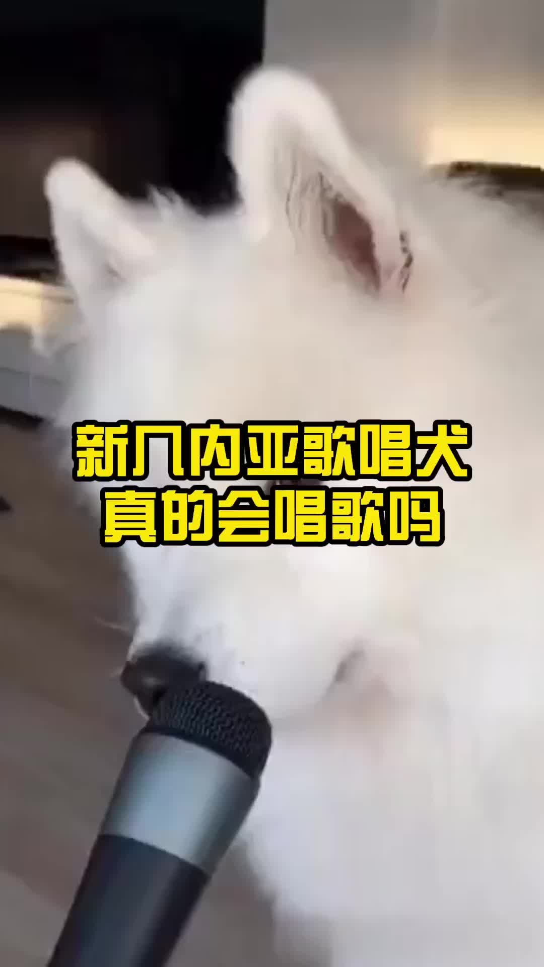 新几内亚歌唱犬真的会唱歌吗