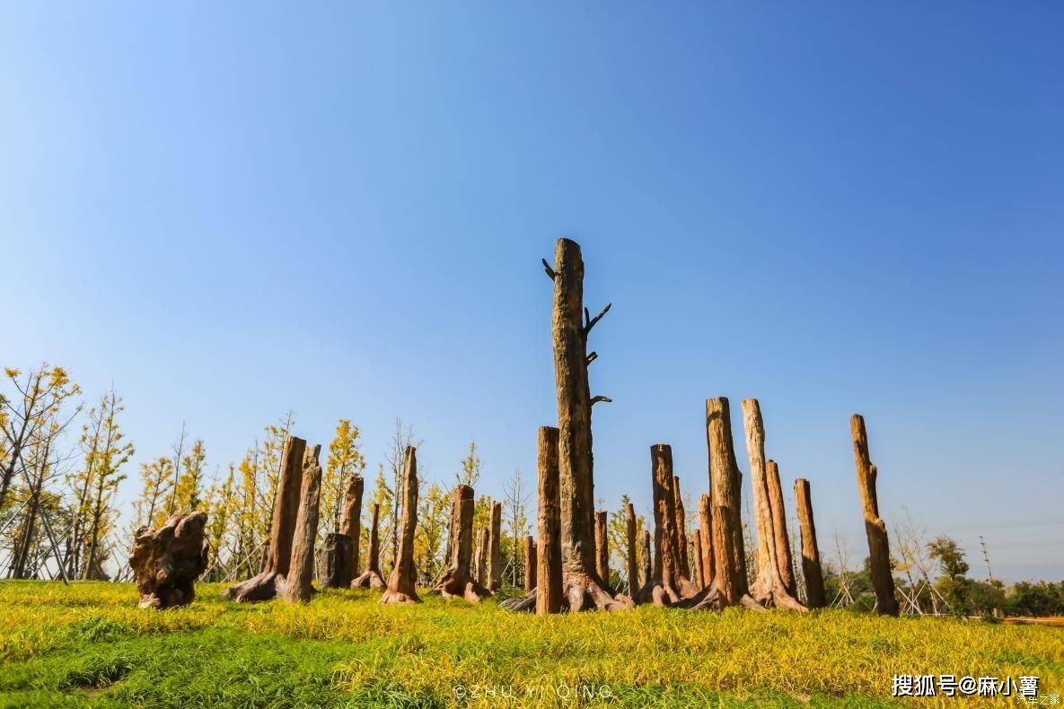 义乌藏着一座低调的公园，种满名贵药材，还有棵1.8亿年的树王