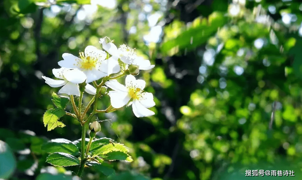 开到荼靡花事了古诗词里的荼蘼花花白如雪