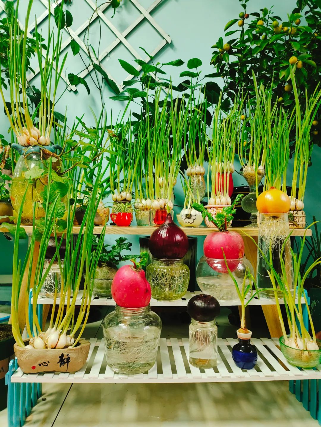 水培蔬菜第46天窗台森林给足了安全感