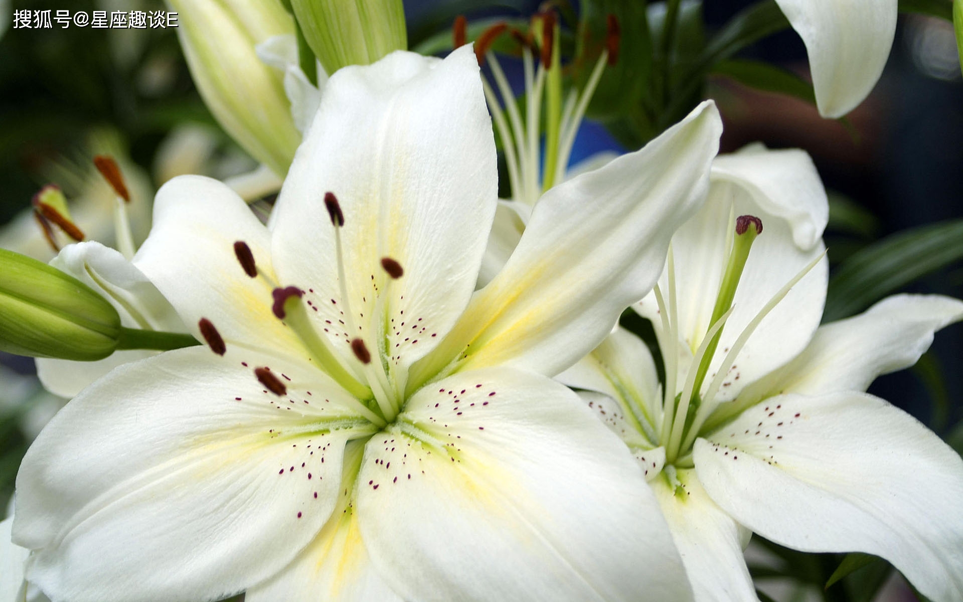 4月25日 5月1日爱情运势 桃花渐开 珠联璧合的四大星座 伴侣 单身 未来