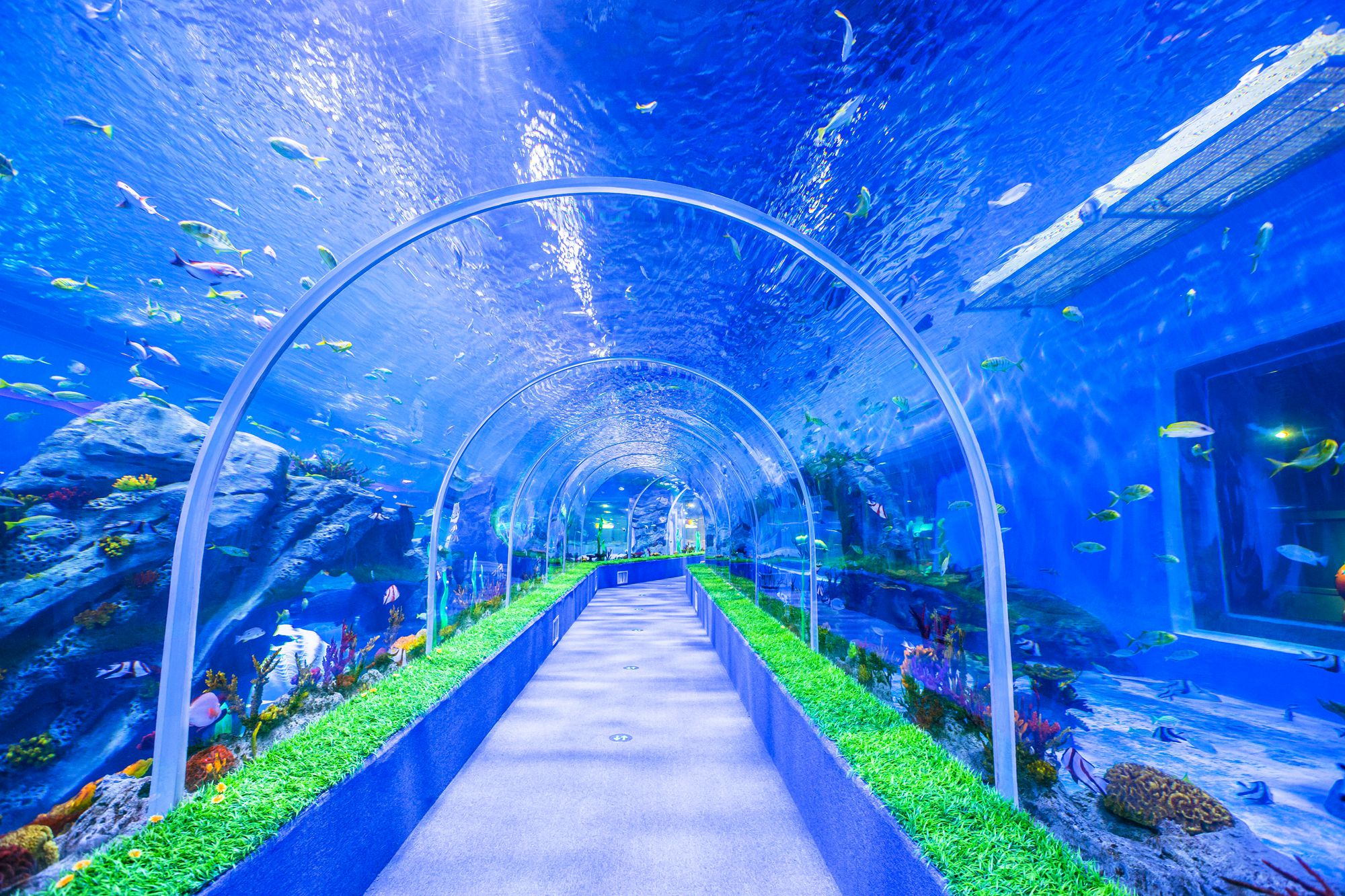 走在海洋隧道中,海底生物和人们只隔着一层玻璃,仿佛置身于海底世界