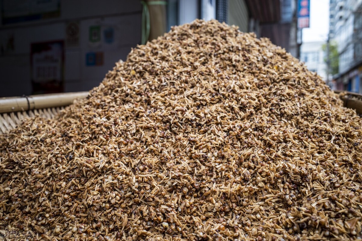 白酒原料——高粱酿酒史_酿造_栽培_种植