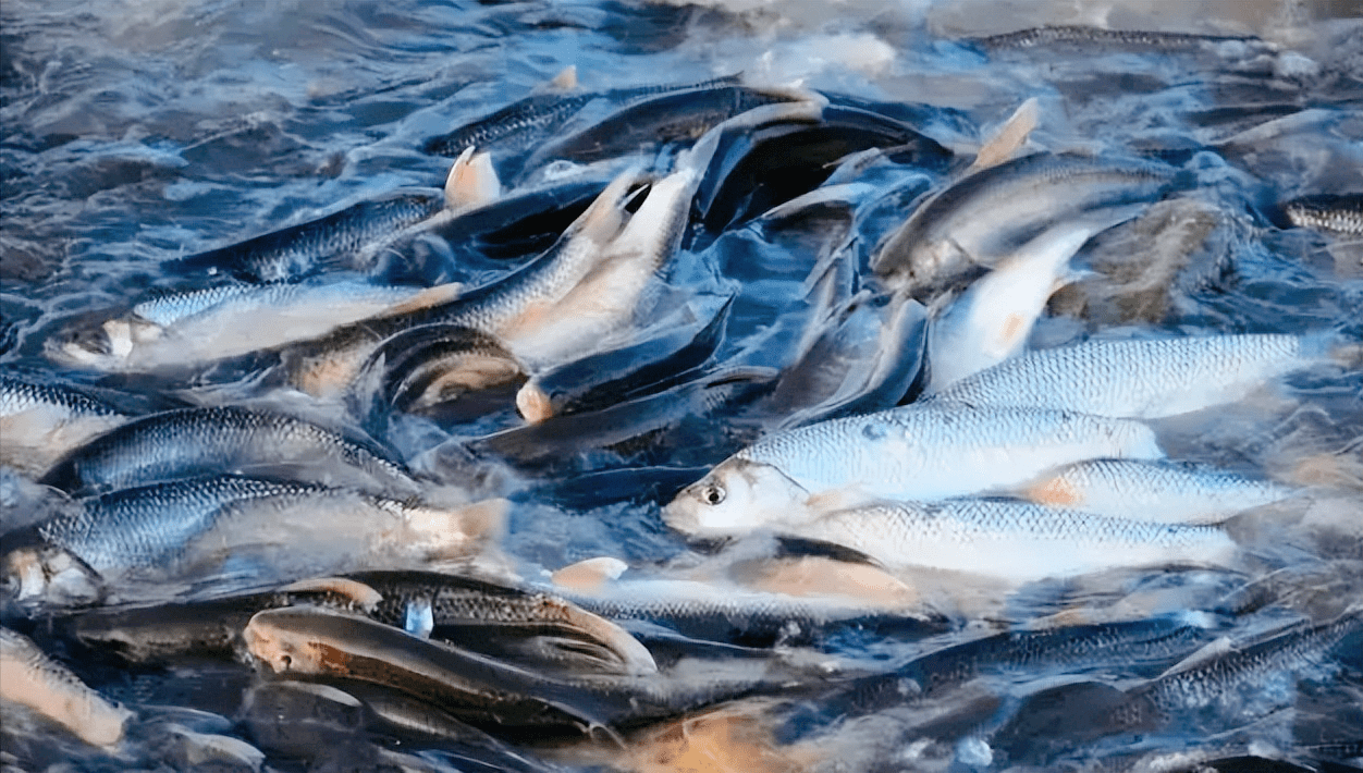 原创三峡大坝开始全面腾库容水位下降30米会影响鱼类的生存吗