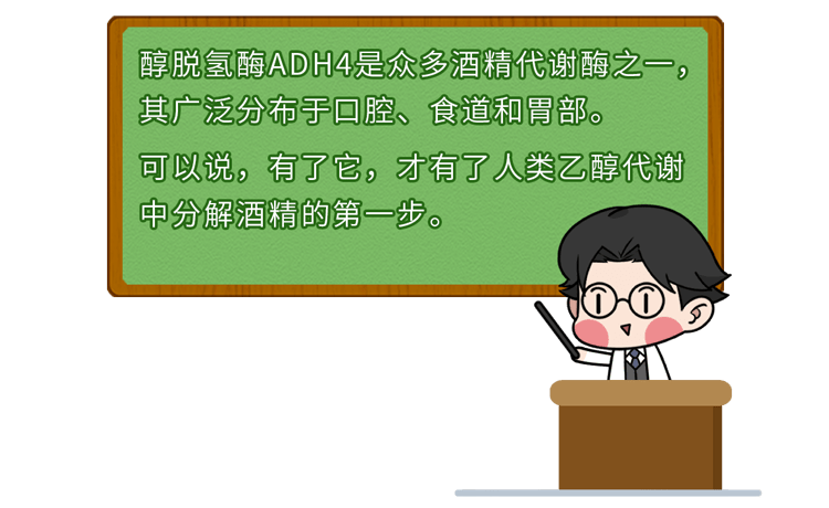 食用發酵水果後而那些沒有發生基因突變的動物免於醉酒或酒精中毒而