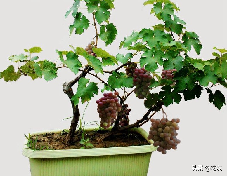 原创葡萄盆栽的日常管理盆土空间狭小造型观赏为主莫贪图葡萄吃饱