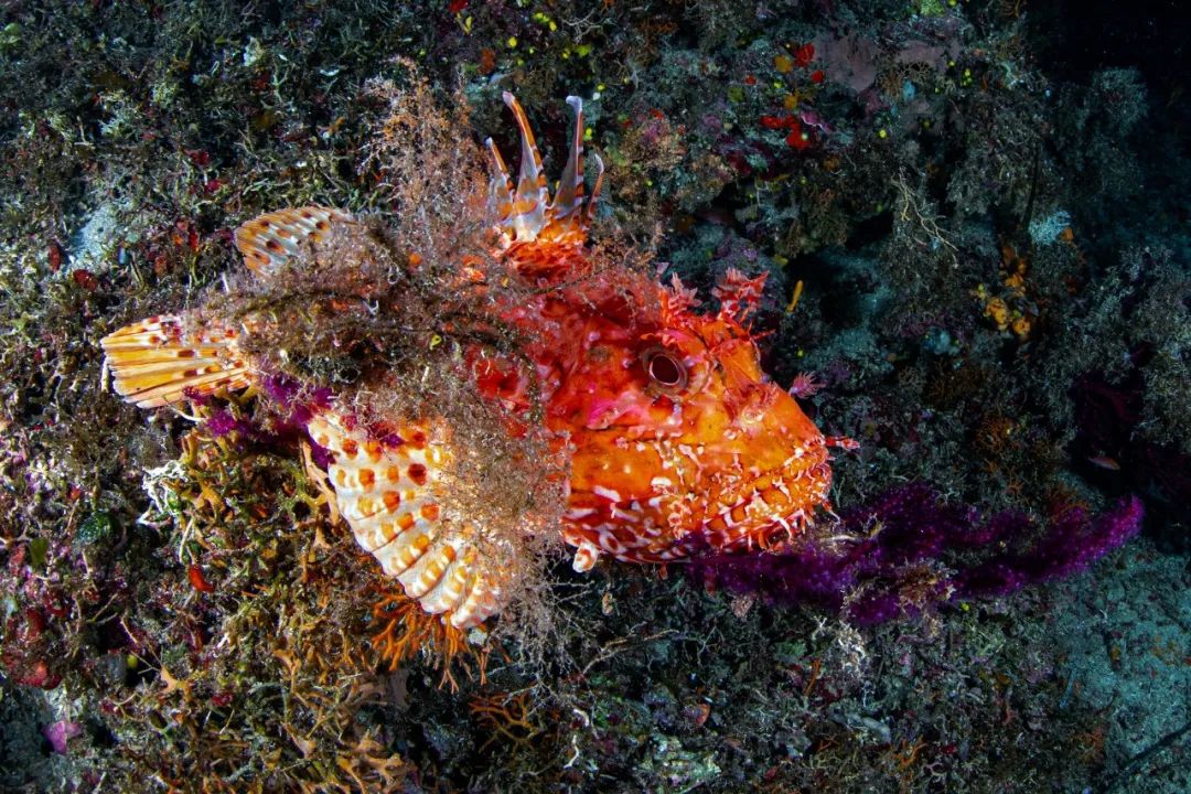 堪比最美落日的希腊珊瑚花园，探索未知海底世界_手机搜狐网